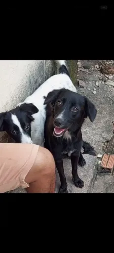 Estou doando por motivos de viagem. Elas tem 1 ano e 4 meses porte médio