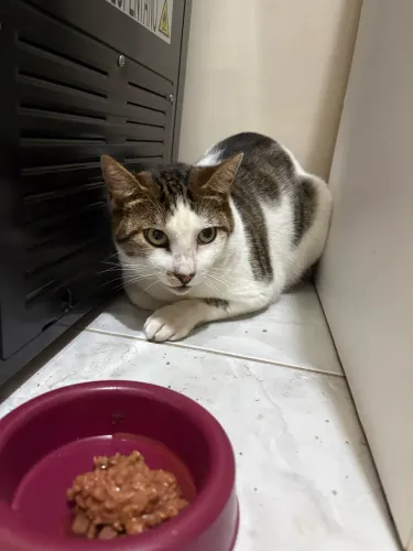 Gato castrado 6 meses