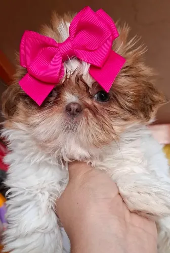 Shitzu femea 