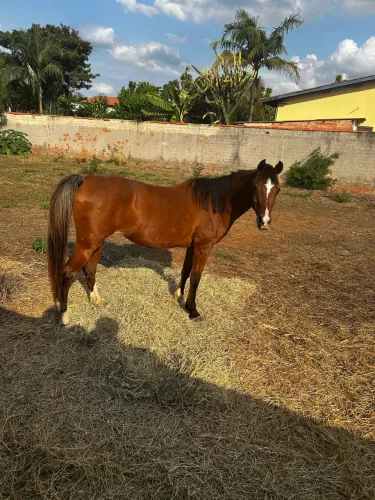Égua Anglo Árabe 