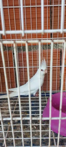 Gaiola