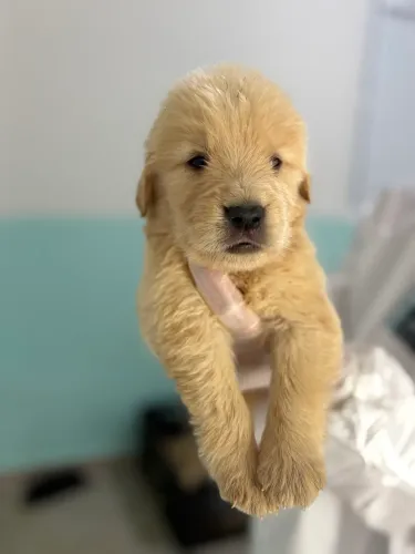 Golden retriever com tudo incluso CBkc padrão americano