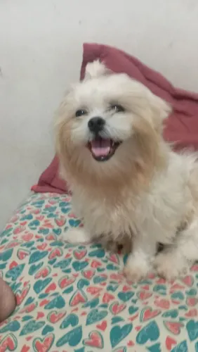 Shitzu a procura de uma namorada ?