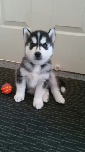 Husky siberiano O presente que vai ganhar um cantinho especial em casa