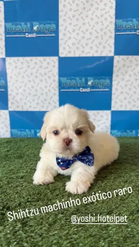 Filhotes de Shihtzu machinho e femea disponível exóticos