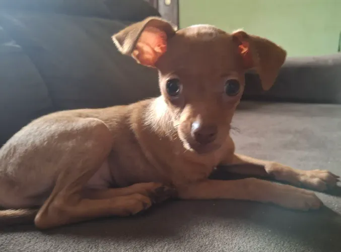 Lindo filhote de pinscher