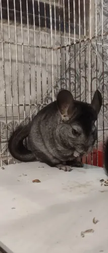 Chinchila machinho , filhotão - Entrega a domicílio
