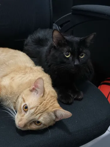 Doação 2 gatos cadastrados machos