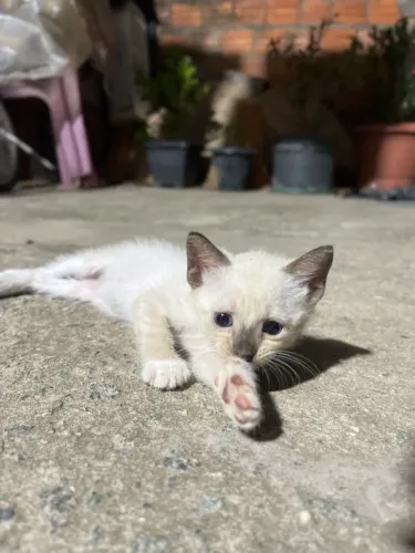 Gatinhos para adoção responsável