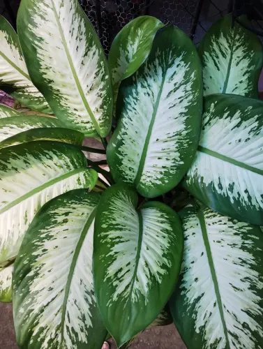 Vendo essa linda planta comigo ninguém pode