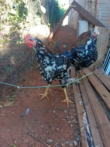 Casal de Gsb galinha balão 