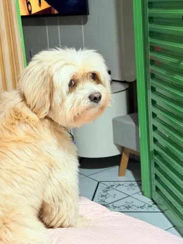 Lhasa Apso