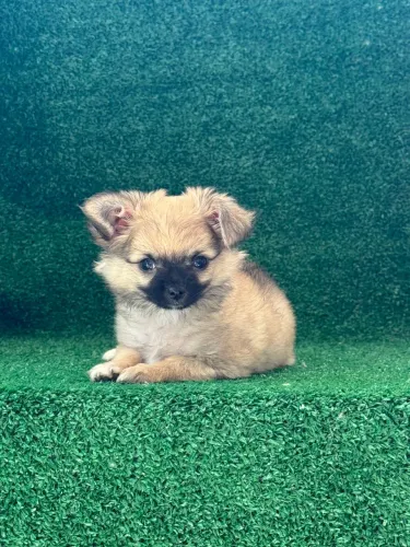 Chihuahua pelo longo macho