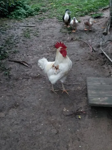Vendo galo