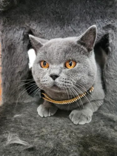Filhotes de Gato British Shorthair (cor Blue/azul)