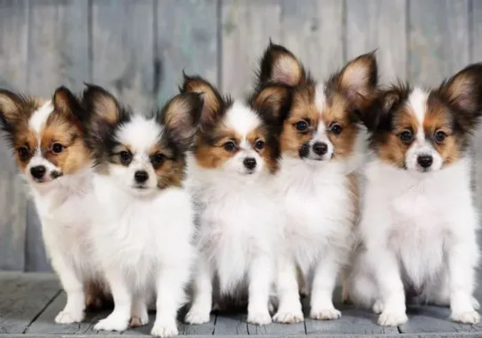 Papillon Fofos 