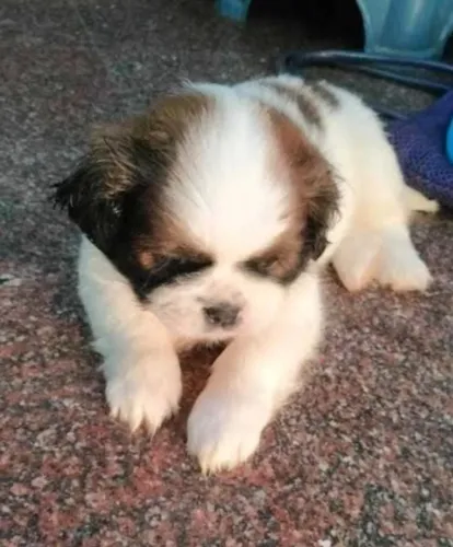 Lhasa Apso Filhotes Super Saudáveis.