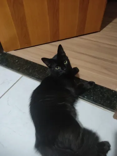 Doação Responsável - Gata Preta