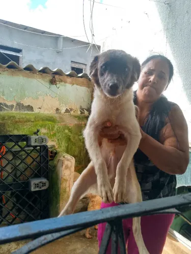 Cachorro doações