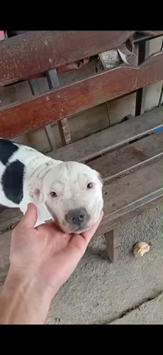 Fihote de pit bull linda