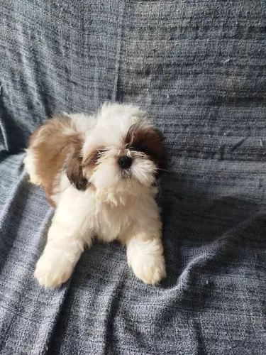 Cachorro macho raça shih Tzu