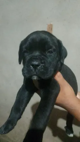 Cane corso
