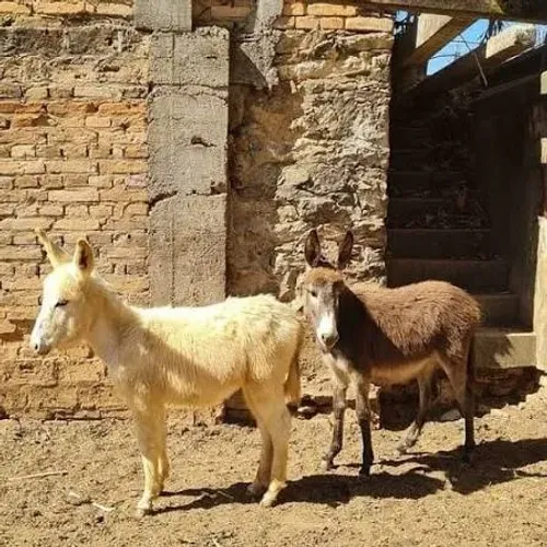 Casal jumento Mini