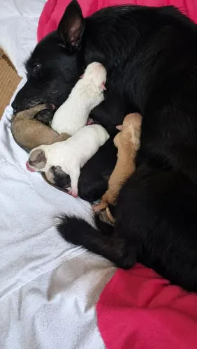 Doação de cachorro