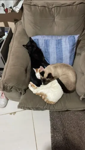 Doa-se gatinhas