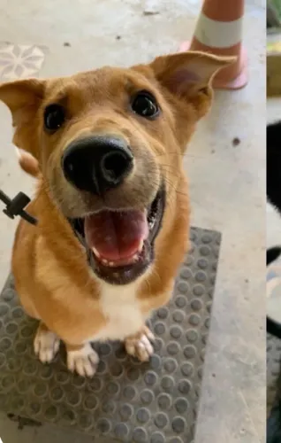 Filhote labrador com Pastor Belga adoção 