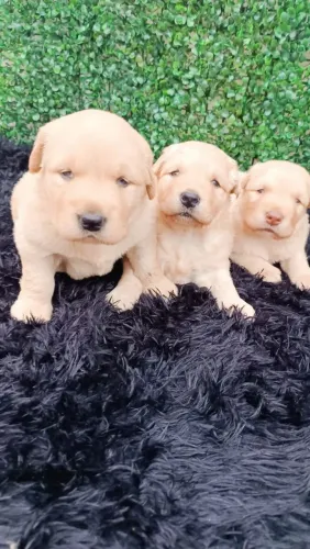 Filhote Labrador 