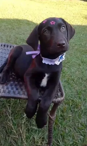 Labradora Fêmea