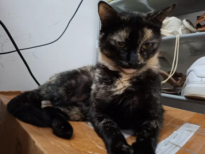 Gata para adoção - castrada