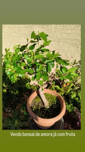 Bonsai de amora