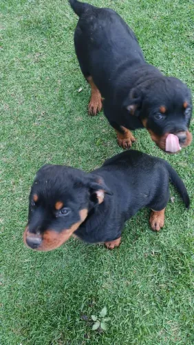 Vendo filhote Rottweiler 