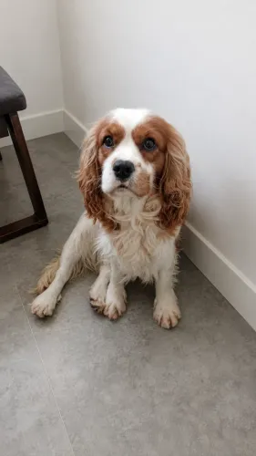 Cobertura - Cavalier King Charles Spaniel Macho para Cruzamento