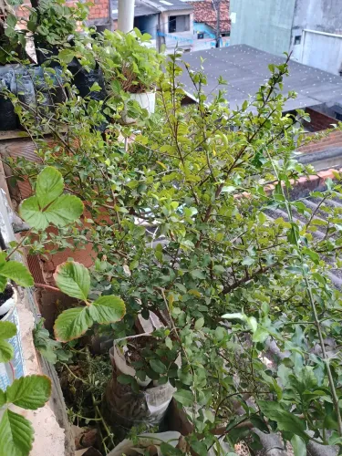 Vendo ou troco acerola produzindo 