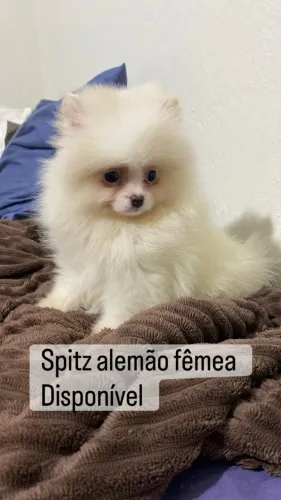 Spitz alemão fêmea 