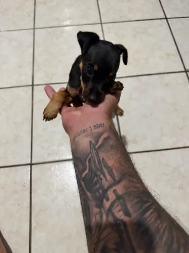 Vendo pinscher número 1 50 dias 