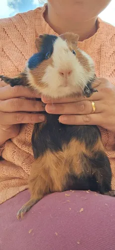 Casal porquinho da Índia