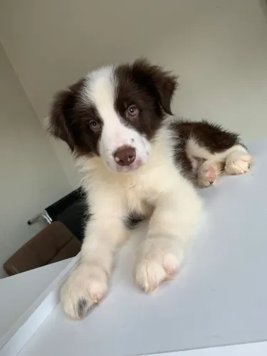 Cachorro Border collie 