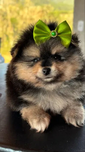 Spitz Alemão / Lulu da Pomerania