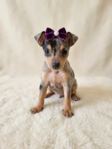 Pinscher Fêmea Padrão de Qualidade