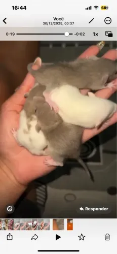 rato twister laboratório 