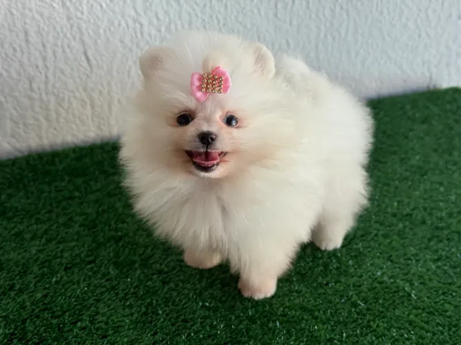 !!! Belíssimos !!! Lulu da pomerania fêmea e macho