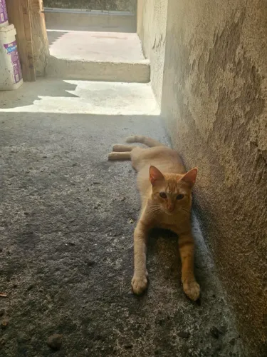 Doa se dois gatinhos laranja macho