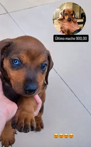 Dachshund  Alerquim /presente perfeito para o dia dos namorados!?