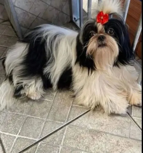 SHIHTZU FÊMEA ADULTA LEGÍTIMA