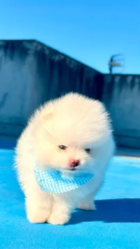 VENDO Spitz Alemão