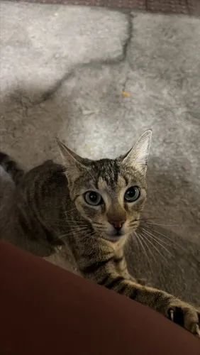 Doando gata fêmea